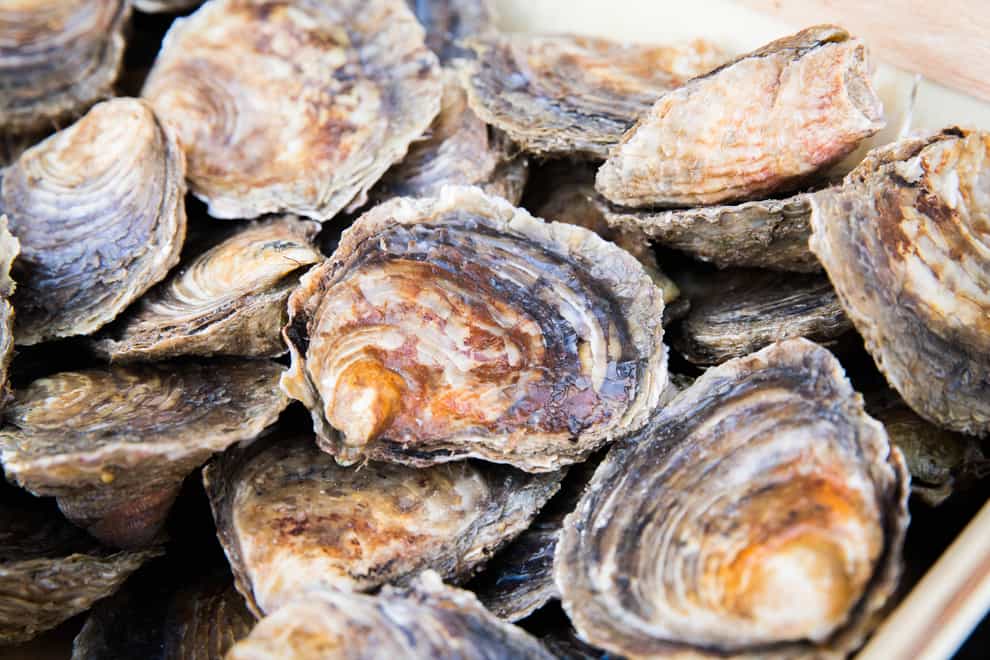 Native oysters have declined 95% across the UK, conservationists warn (ZSL/PA