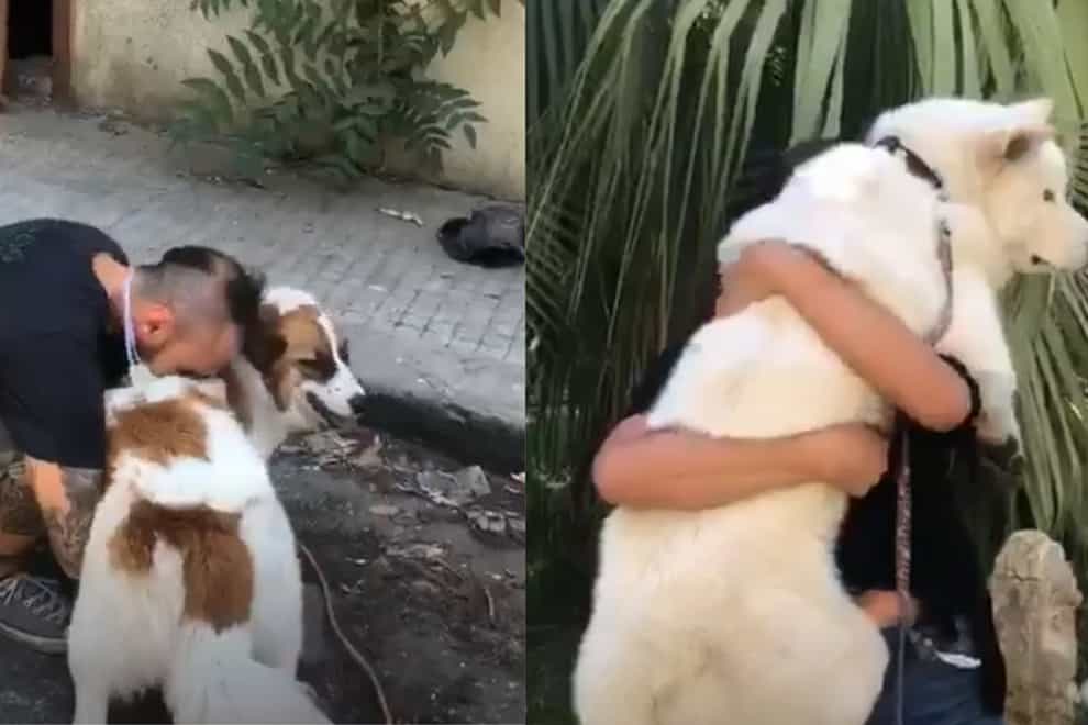 Animal welfare organisation reunites pets with their owners after explosion in Beirut