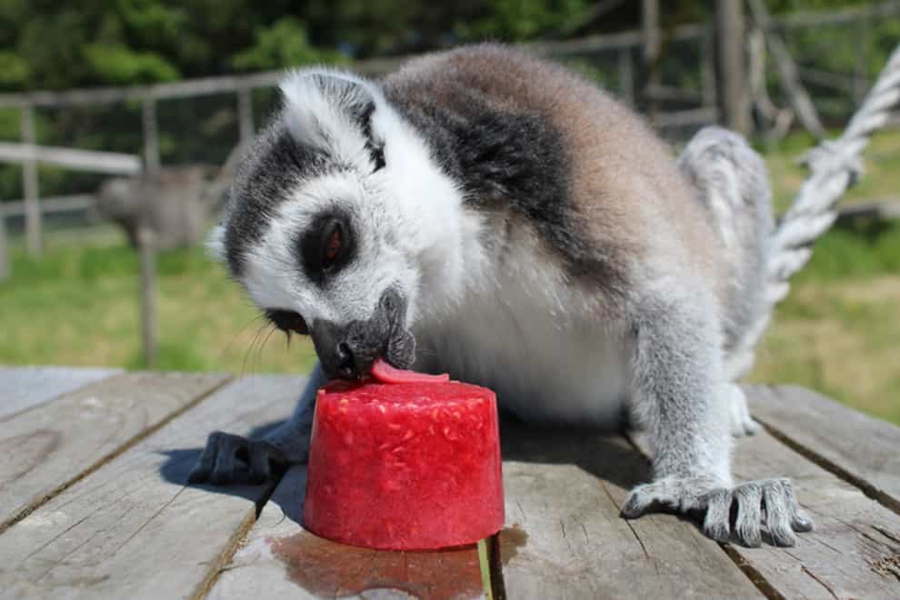 A lemur enjoys an ice lolly treat
