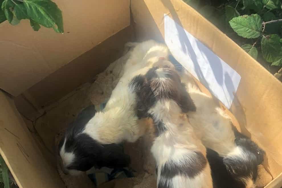 Three spaniel puppies who were found abandoned in a box in Rochford, Essex