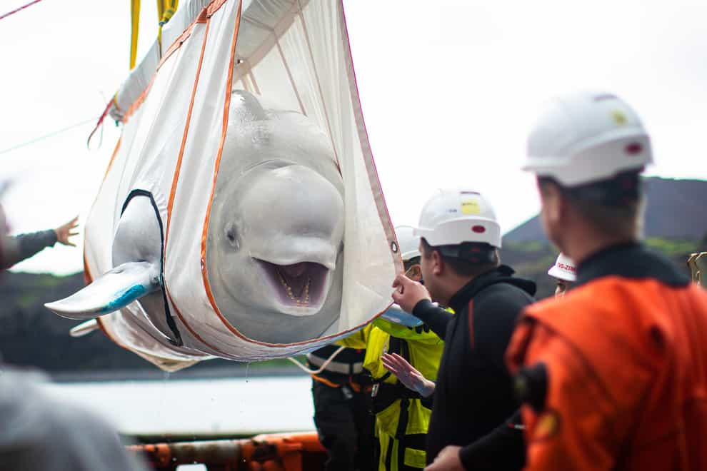 The Sea Life Trust team move beluga whale Little Grey from a tugboat in Klettsvik Bay, Iceland