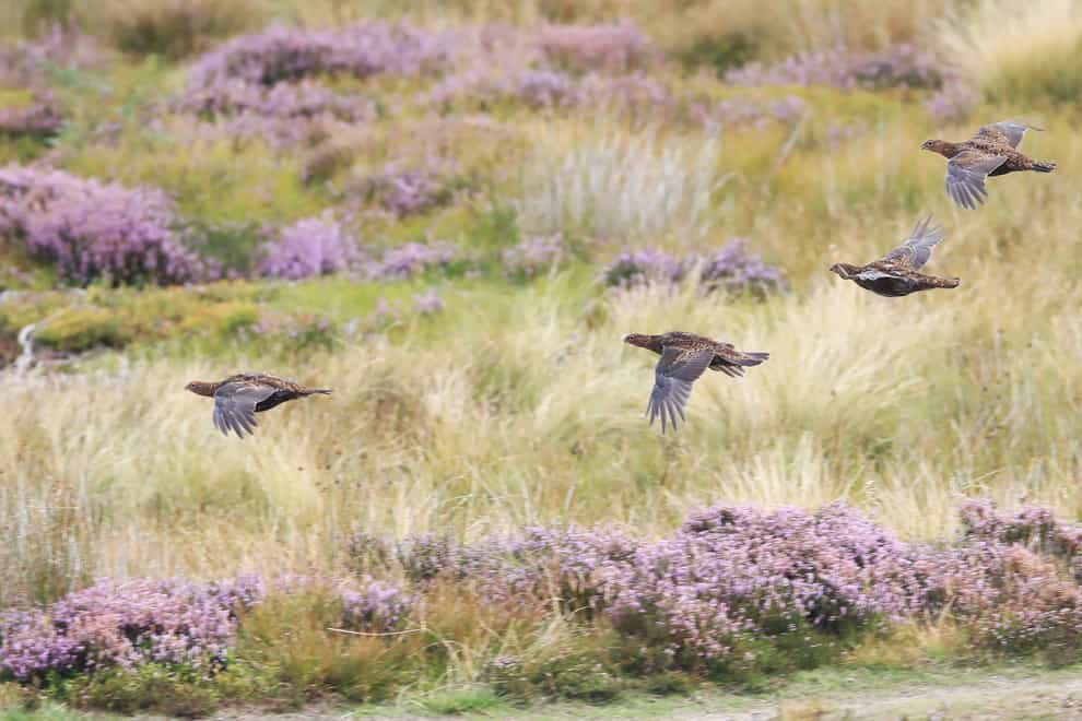 Red grouse on Jervaulx Moor in North Yorkshire