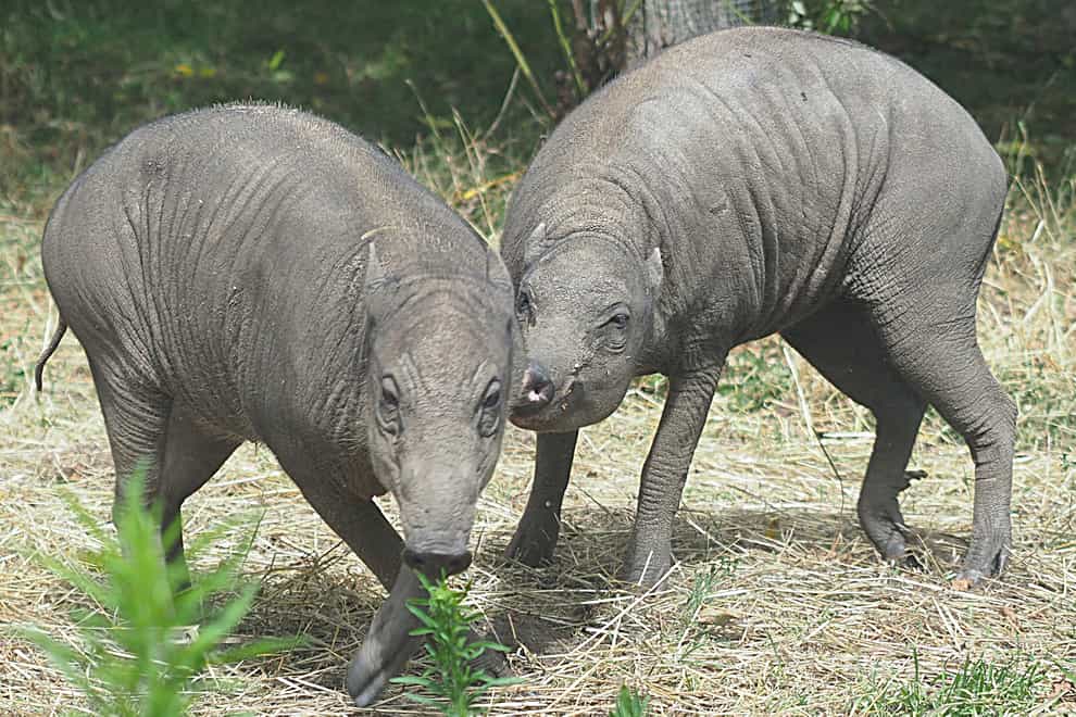Babirusa pigs Budi and Beth have arrived at London Zoo 