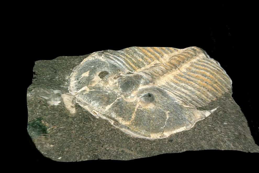 Researchers used digital microscopy to re-examine a fossilised trilobite