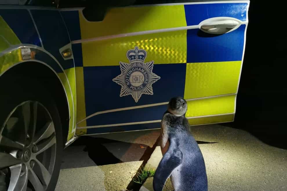 A penguin that was spotted by police as it 'plodded' up a street in Strelley, near Nottingham, in the early hours last weekend