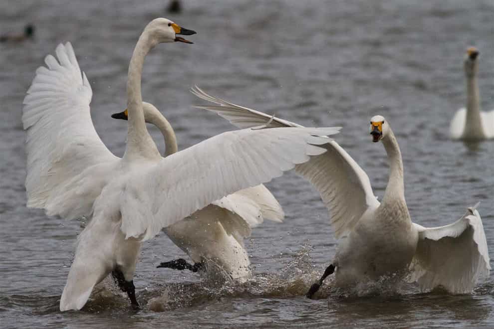 Bewick's swans being aggressive at Slimbridge