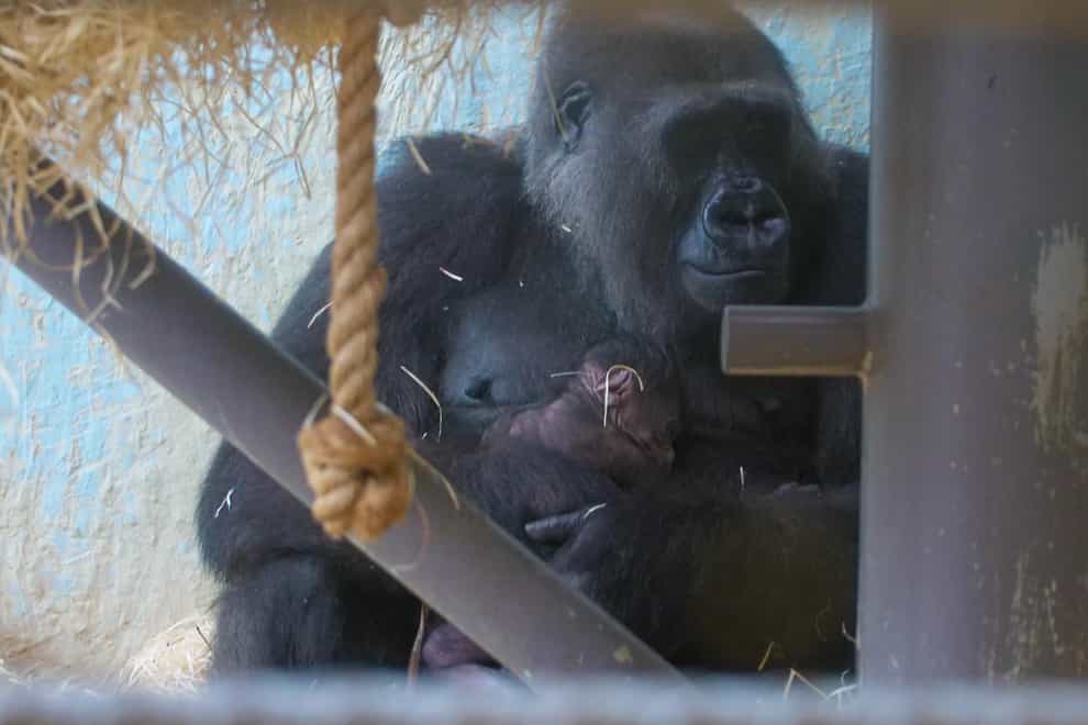 Gorilla Kala with her newborn baby (Bristol Zoo/PA)