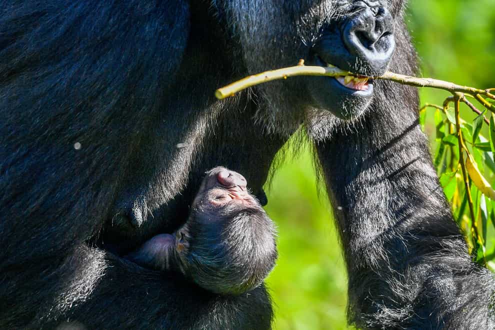 Bristol Zoo Gardens baby gorilla