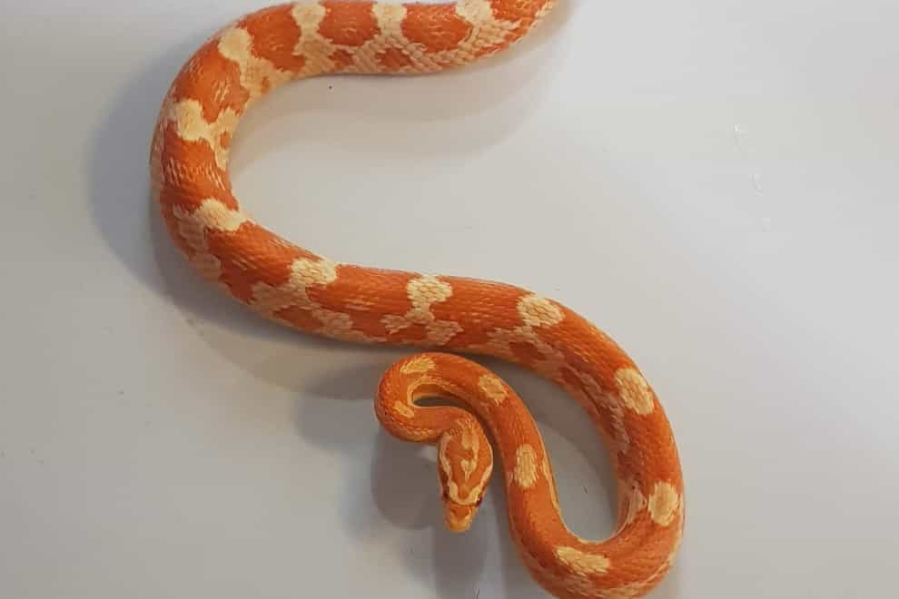 The RSPCA were called out to a home in Leeds after a corn snake was discovered