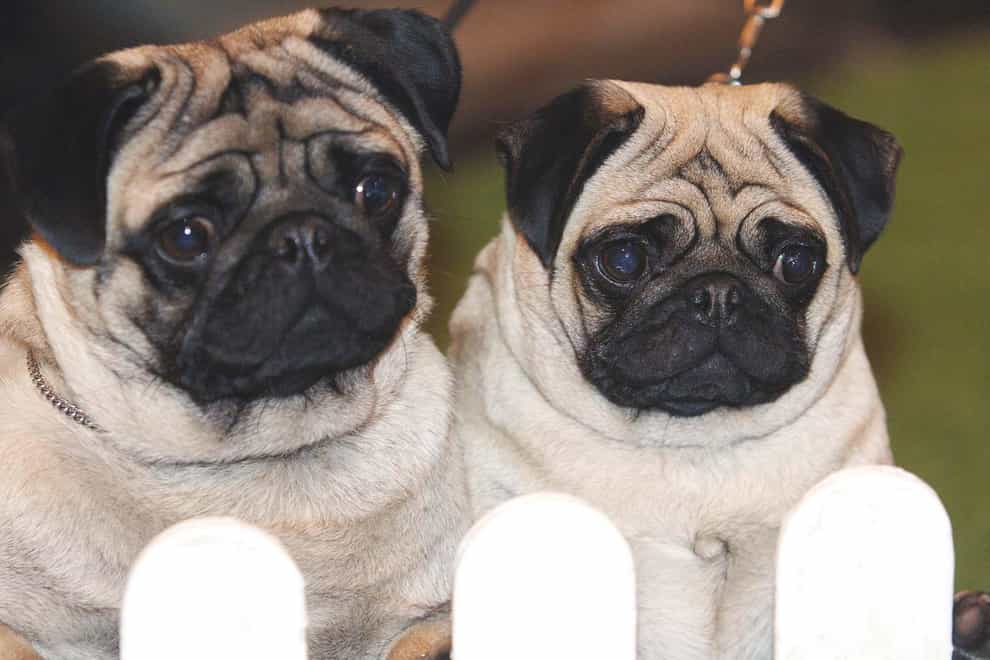 Two pugs