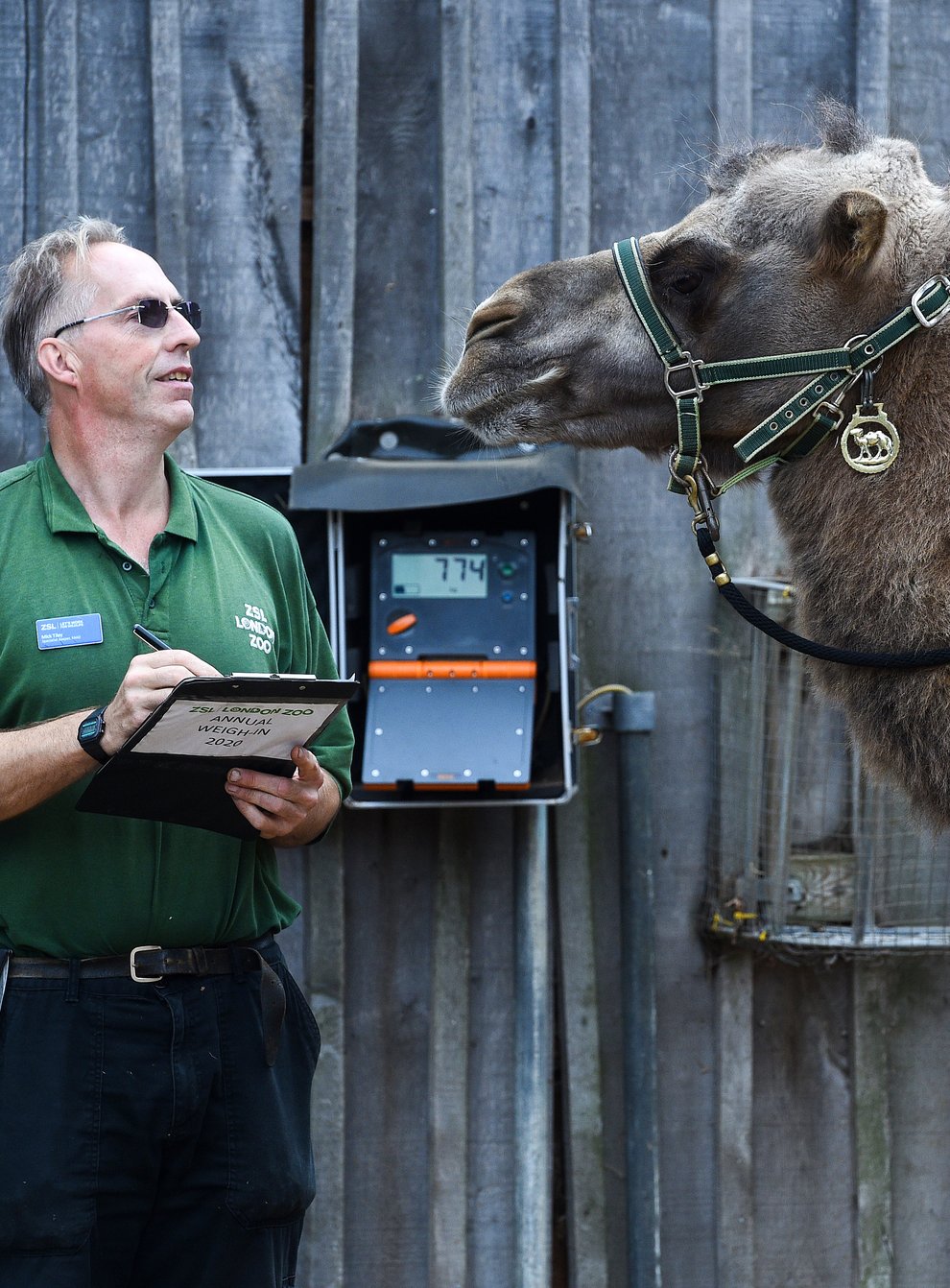 Keeper Mick Tiley weighs Noemie the bactrian camel, during the annual weigh-in at ZSL London Zoo