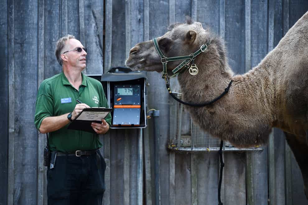 Keeper Mick Tiley weighs Noemie the bactrian camel, during the annual weigh-in at ZSL London Zoo