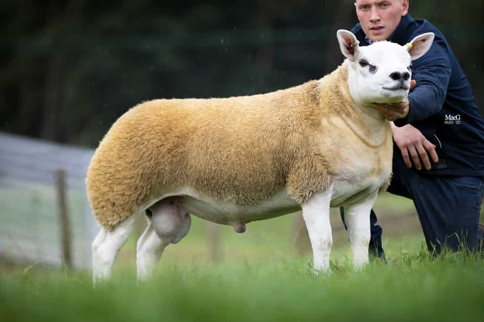 Double Diamond was sold at the Scottish National Texel Sale