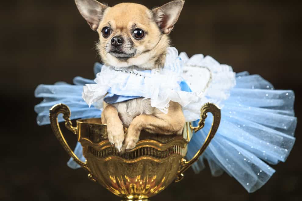 Furbabies dog pageant