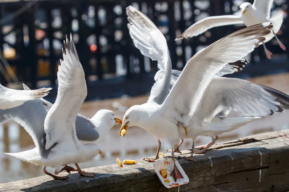 Seagulls fight over chips in Bridlington, East Yorkshire (Danny Lawson/PA)