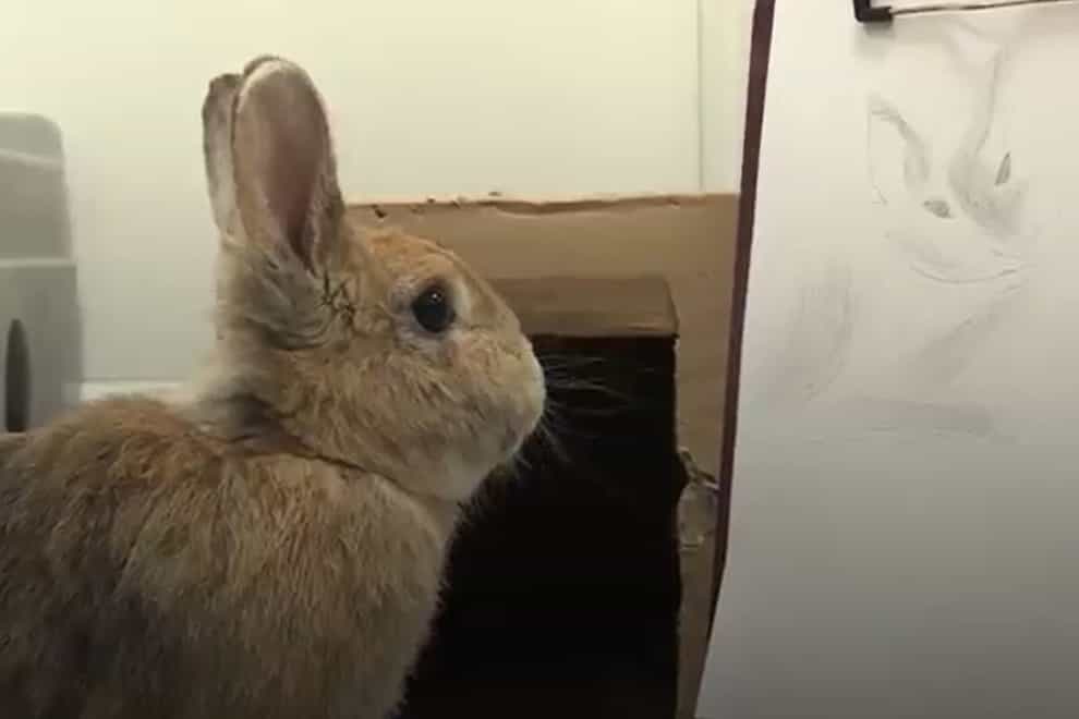 A rabbit looks at a bad rabbit portrait