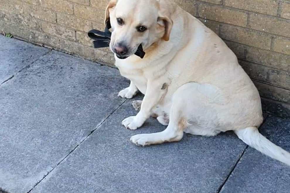 Max, a greedy Labrador who was taken to hospital after scoffing his entire lead