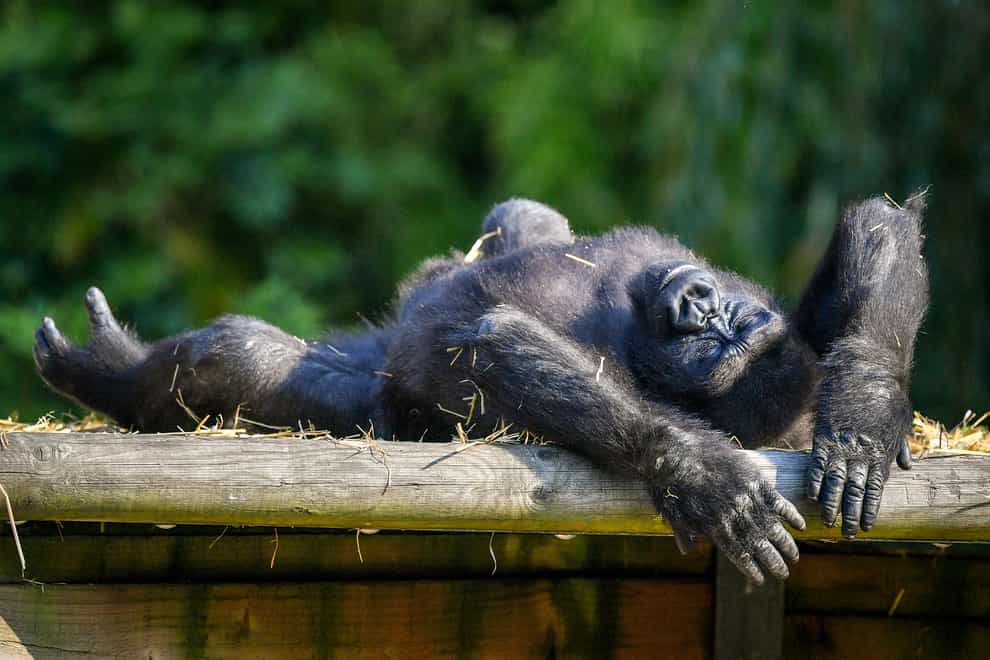 Lazy daze: a Western lowland gorilla stretches out in the sun