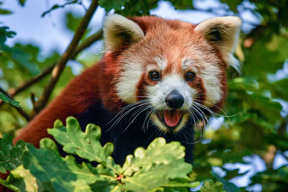 Shifumi the one-year-old female red panda