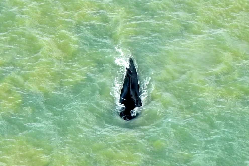 A humpback whale swims in the ocean in Van Diemen Gulf, Australia