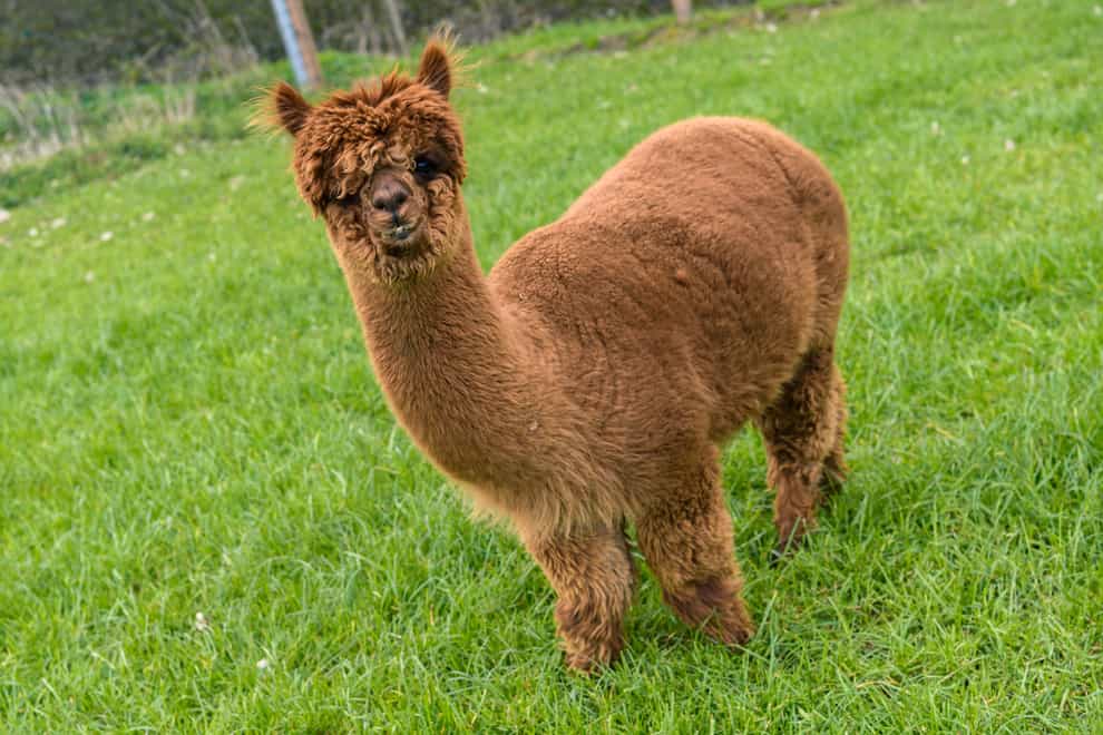 Alpaca stops play: pitch invasion causes chaos in West Yorkshire