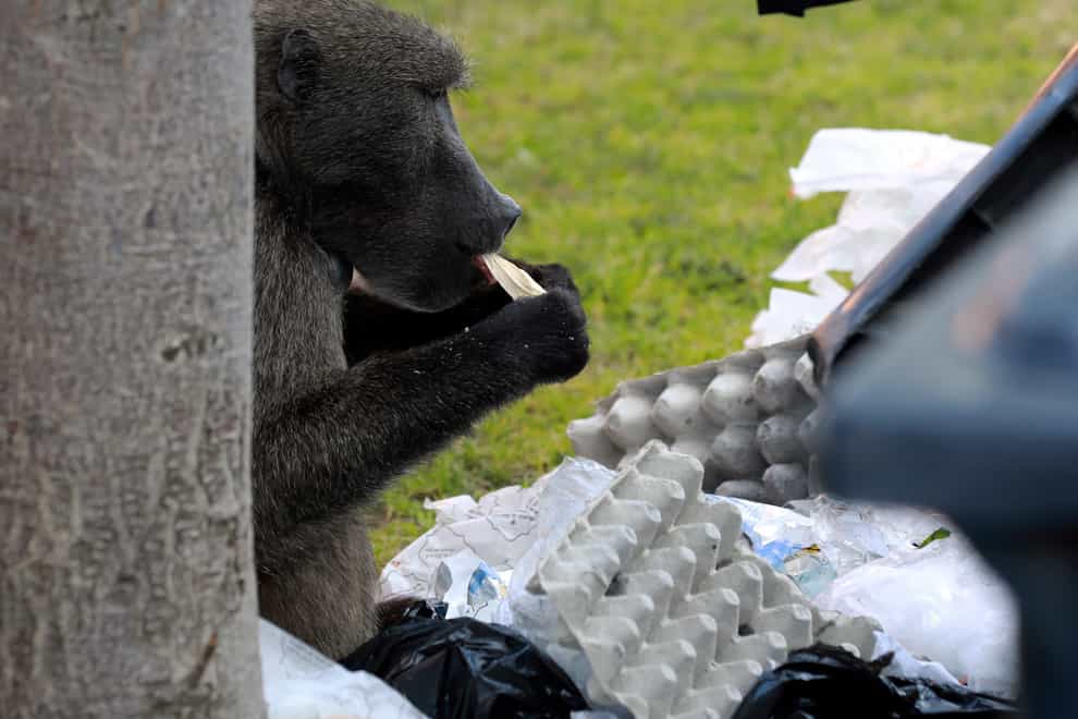 Kataza eats discarded waste