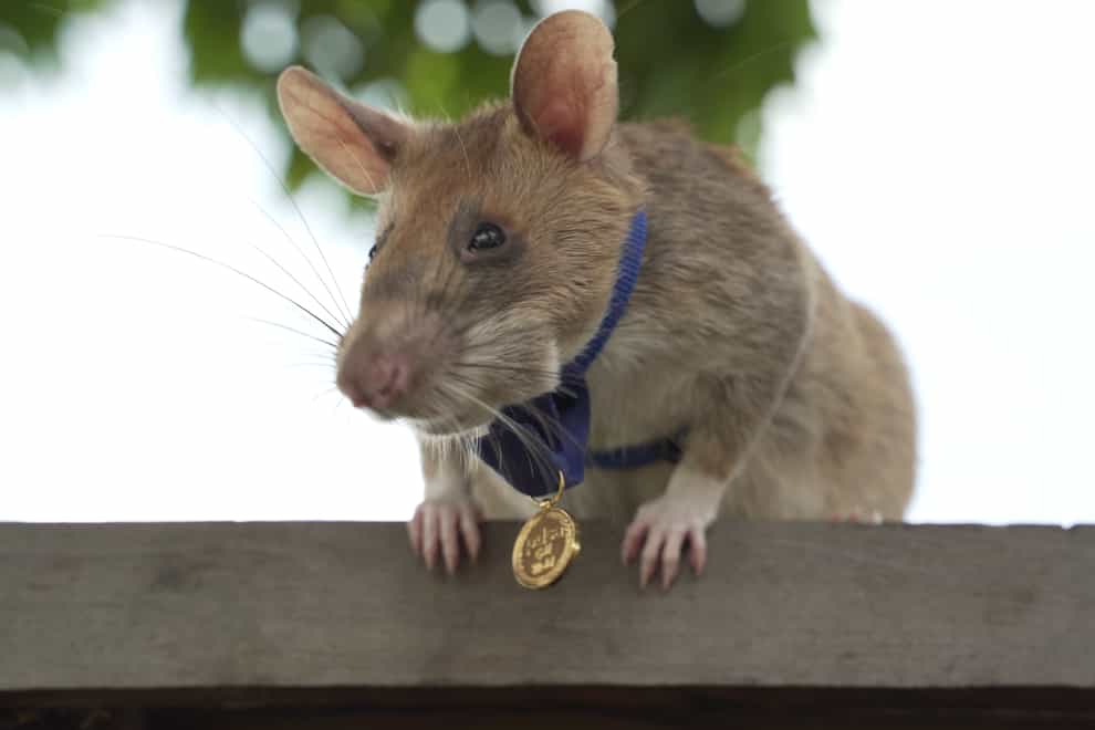 Magawa, a giant African pouched rat, has discovered 39 landmines 