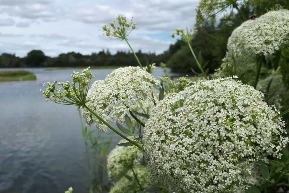 Lincolnshire Wildife Trust hopes to support rare plants such as greater water parsnip with its project (Rachel Shaw)