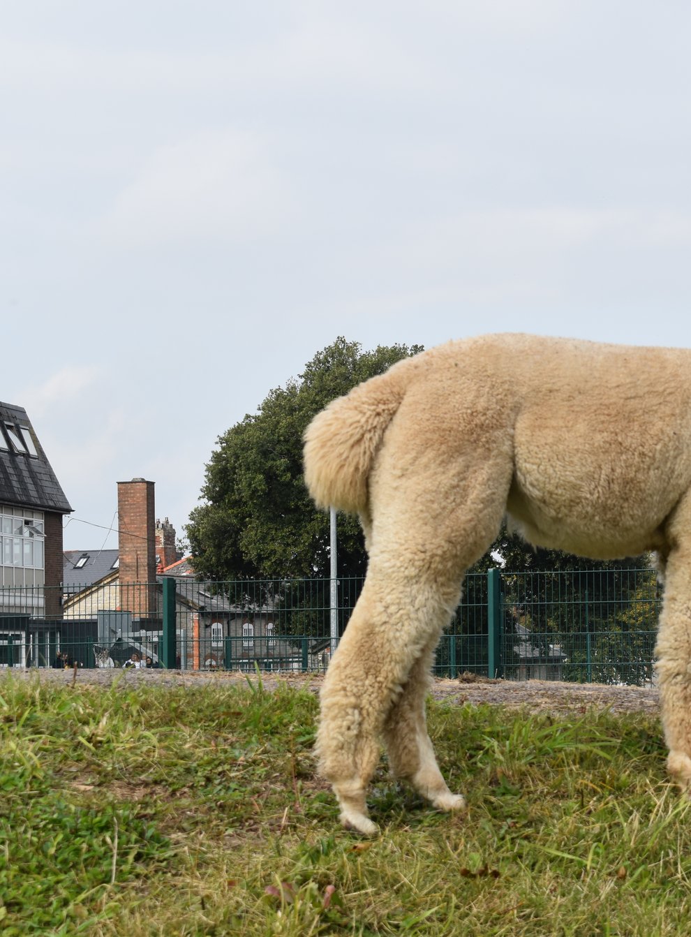 Alpacas brought to school in Wales
