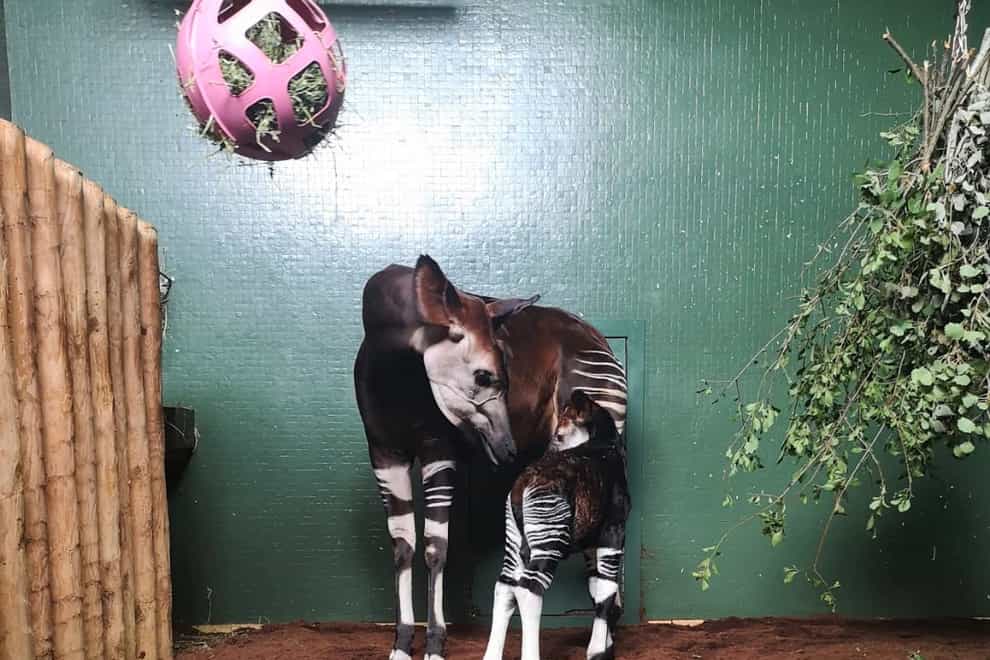 A mother and baby okapi born at ZSL London Zoo