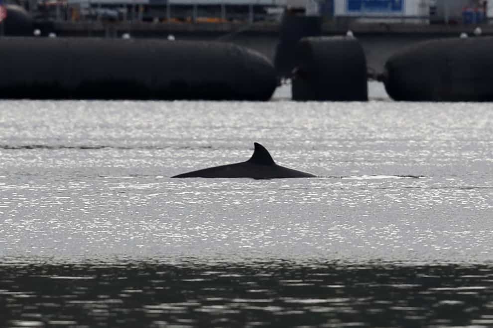 Bottlenose whales in the Clyde