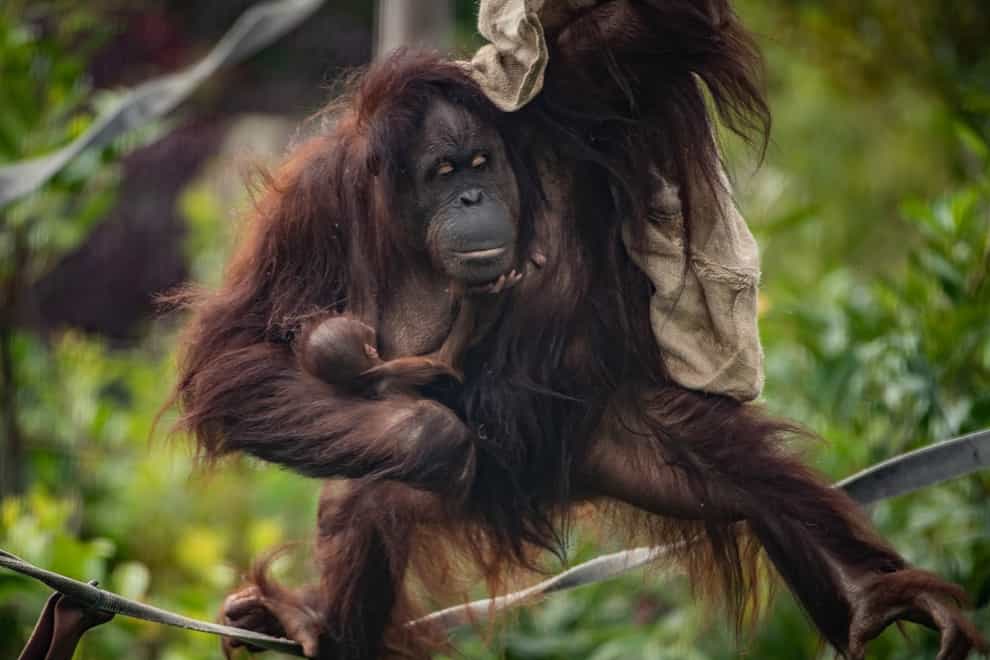 Baby orangutan born at Chester Zoo