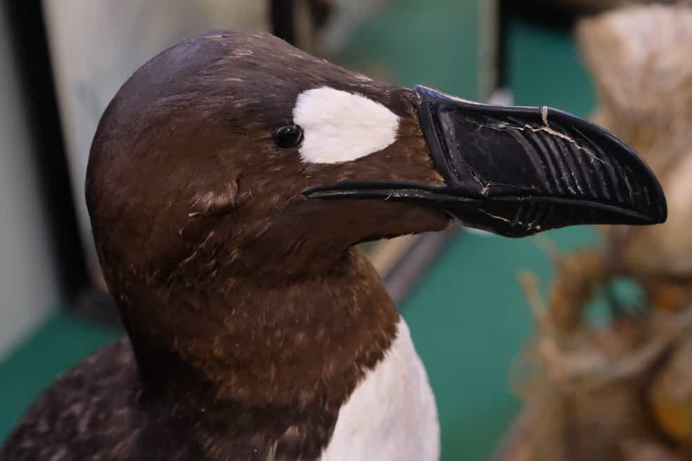 Great auk (Dominic Winter Auctions/PA).