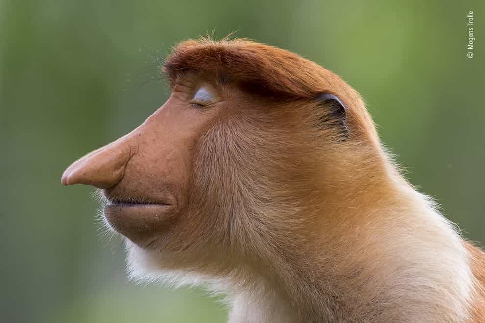 A young male proboscis monkey, by Mogens Trolle, which is a 2020 category prize winner at the Wildlife Photographer of the Year competition