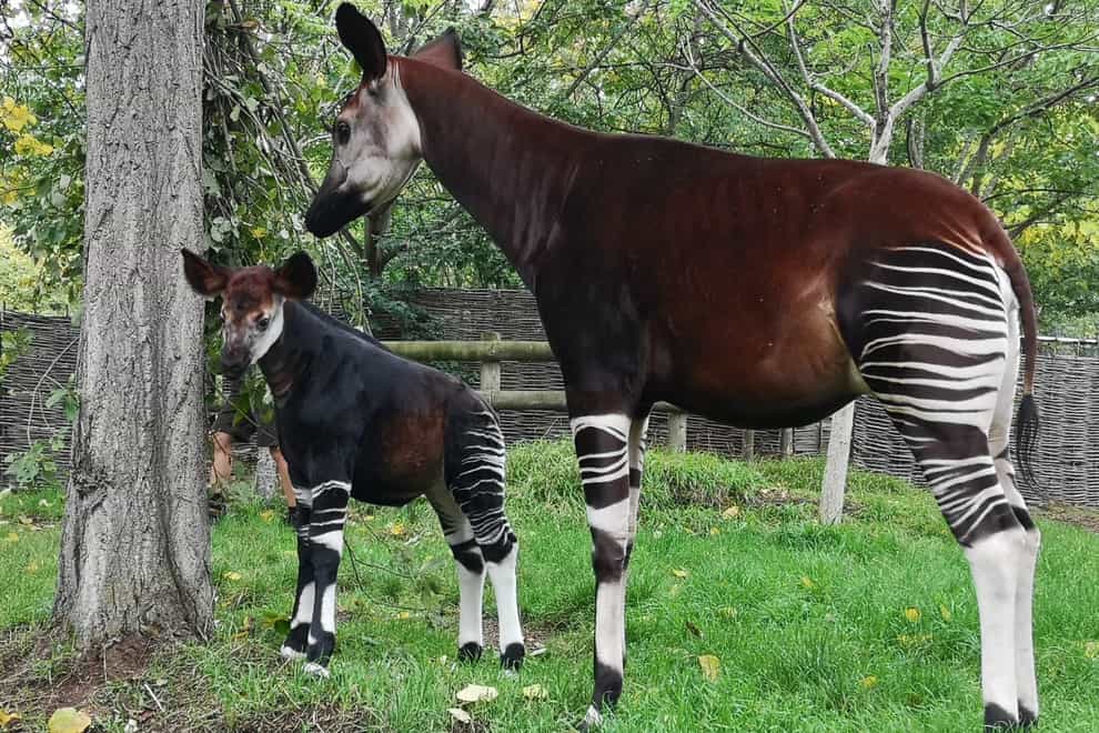 Baby okapi takes first steps outside at ZSL London Zoo