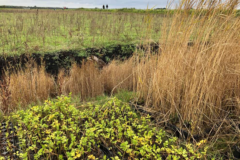 Alternative crops are being trialled in the fens as part of the climate fight