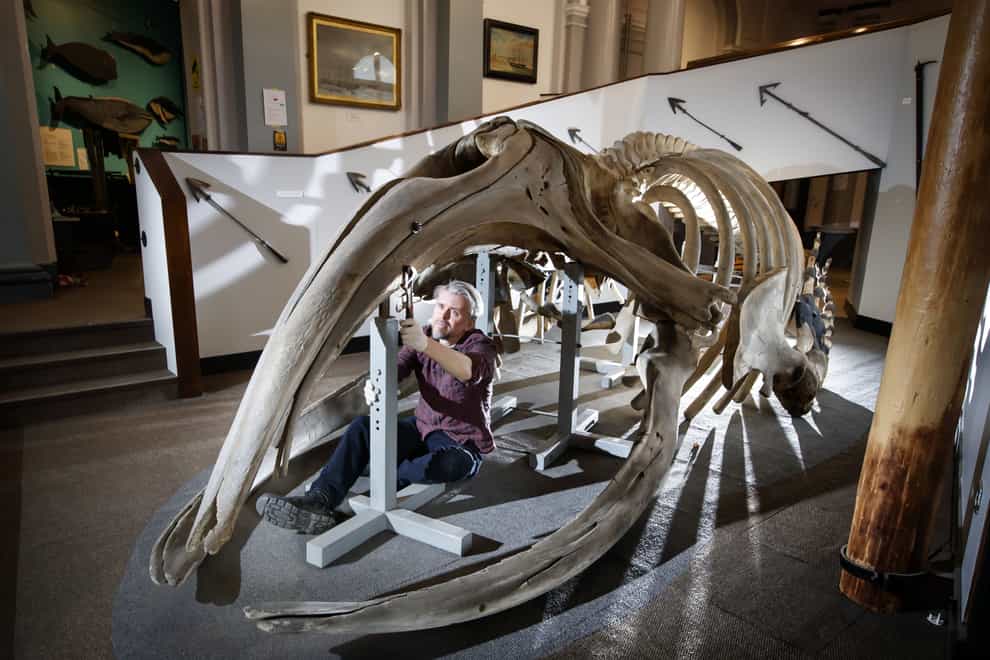 Conservator Nigel Larkin begins dismantling the whale skeleton