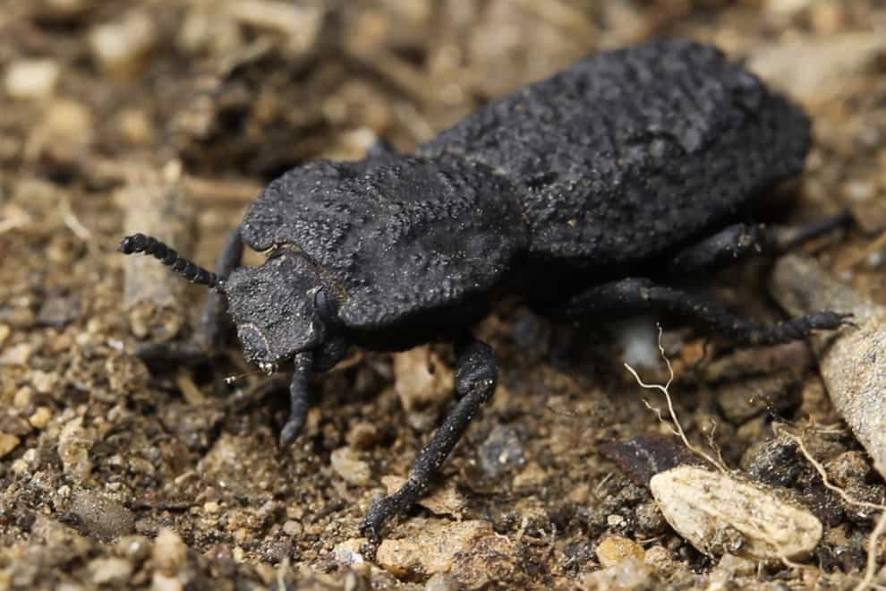 The diabolical ironclad beetle