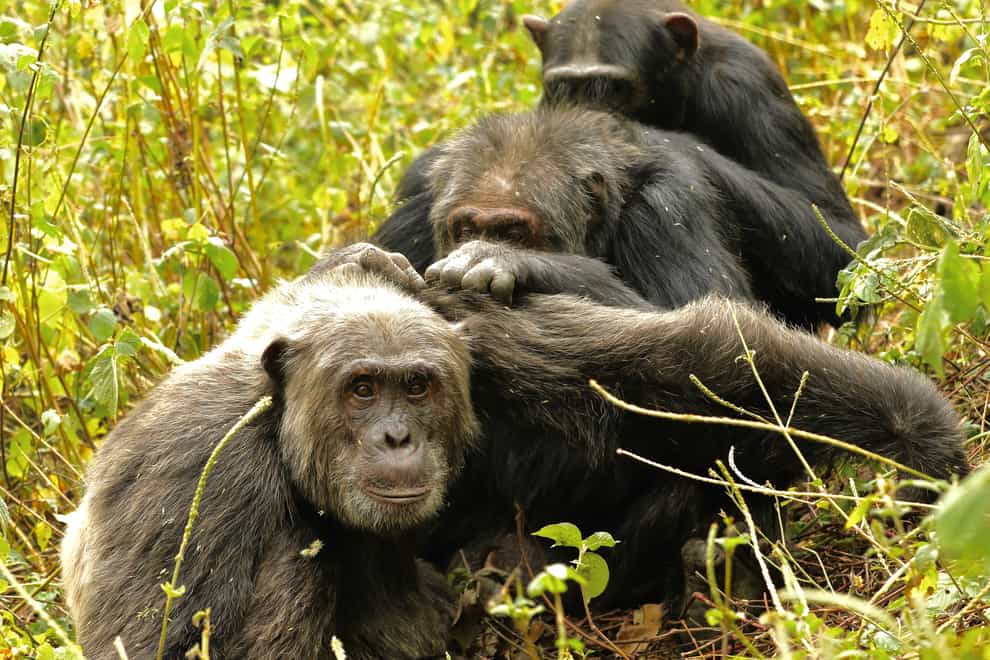 Three male chimpanzees grooming each other