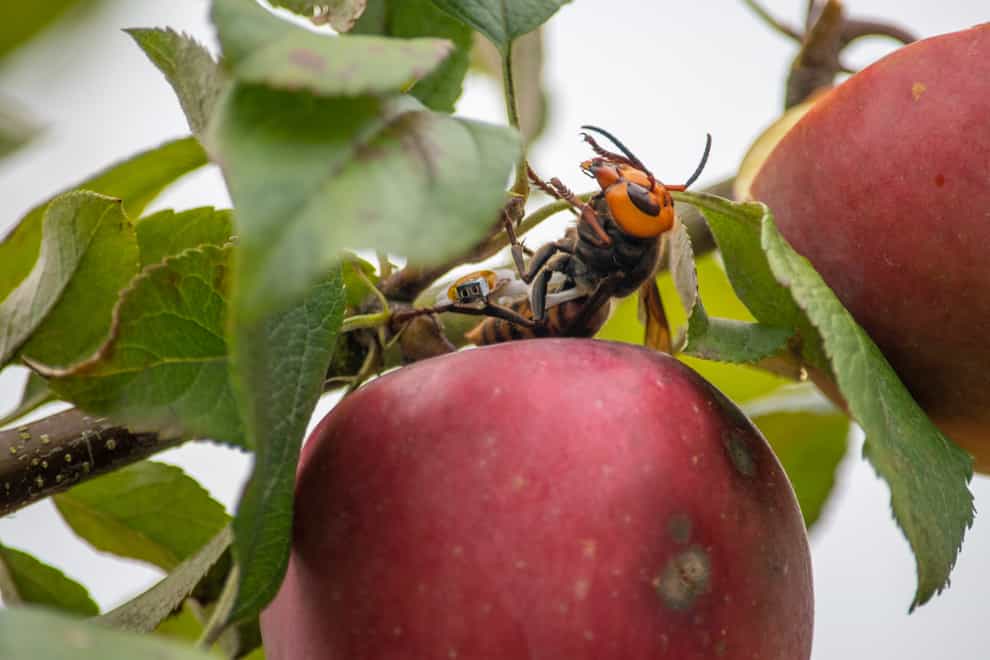 A live Asian giant hornet with a tracking device affixed to it sits on an apple in a tree where it was placed, near Blaine, Washington state, US (Karla Salp/AP)
