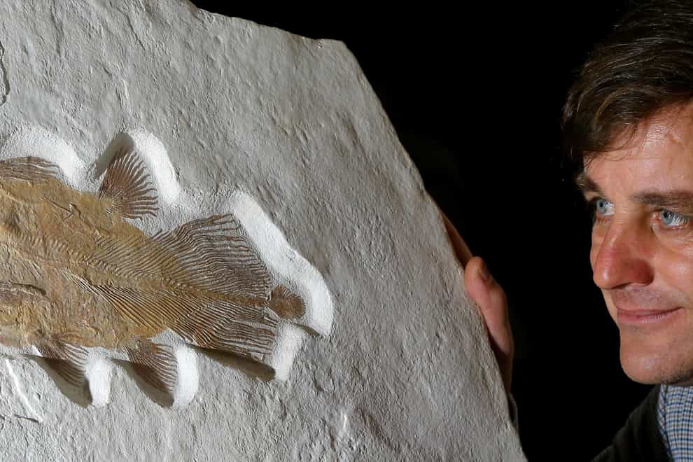 The rare coelacanth fossil