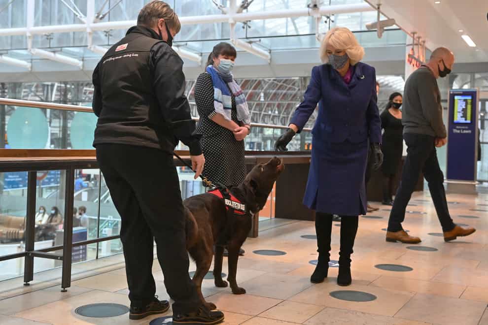 The Duchess of Cornwall pats a dog taking part in a demonstration by the charity Medical Detection Dogs