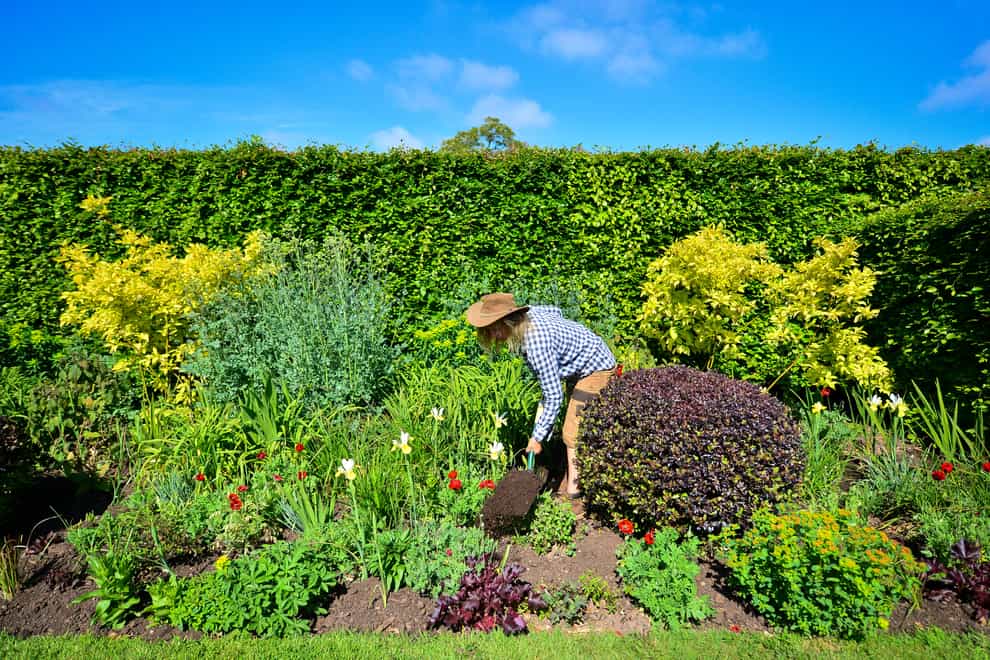A gardener digs in compost to the soil