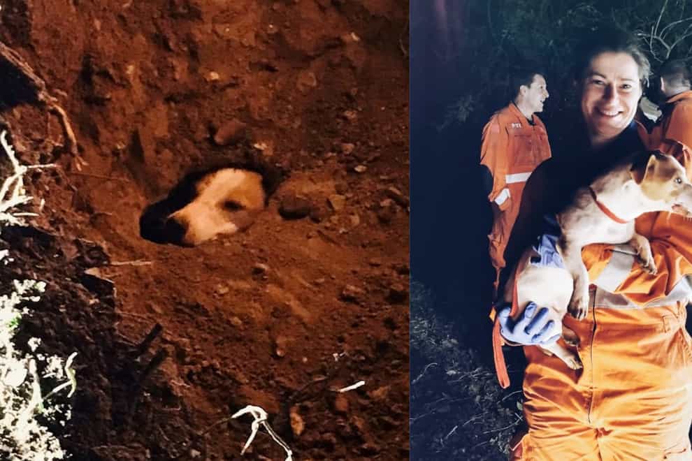 Dog and fox rescued after being trapped in rabbit hole for 12 hours
