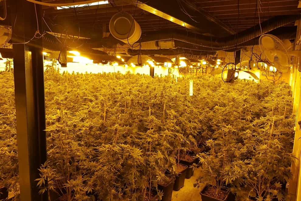 Dozens of plants crammed into a room under bright lights