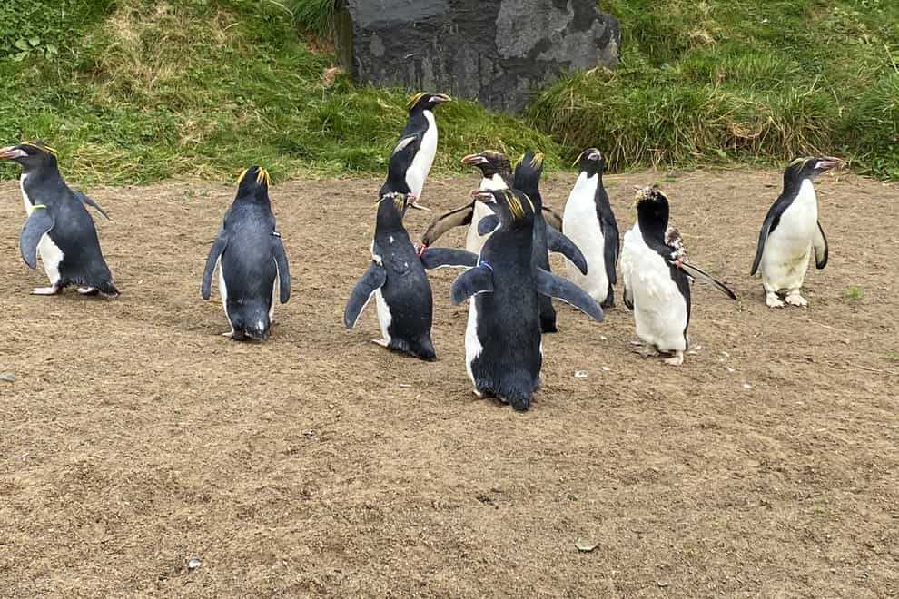 Macaroni penguins find new home