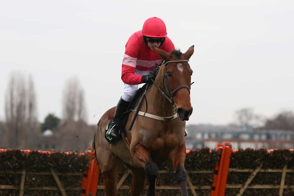 Laurina is expected to make her first start for Paul Nicholls in the Coral Hurdle at Ascot on Saturday