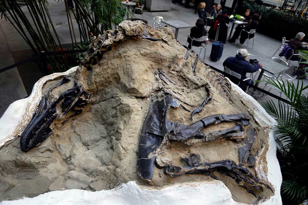 One of two 'duelling dinosaurs' fossils