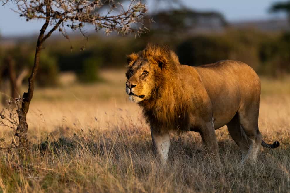 A lion in the Naboisho conservancy (Sarah Marshall/PA)