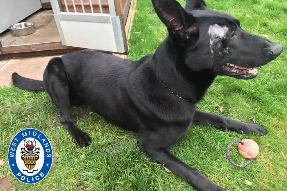 Stark, a German Shepherd and Belgian Malinois cross police dog injured in a machete attack while tracking a burglary suspect